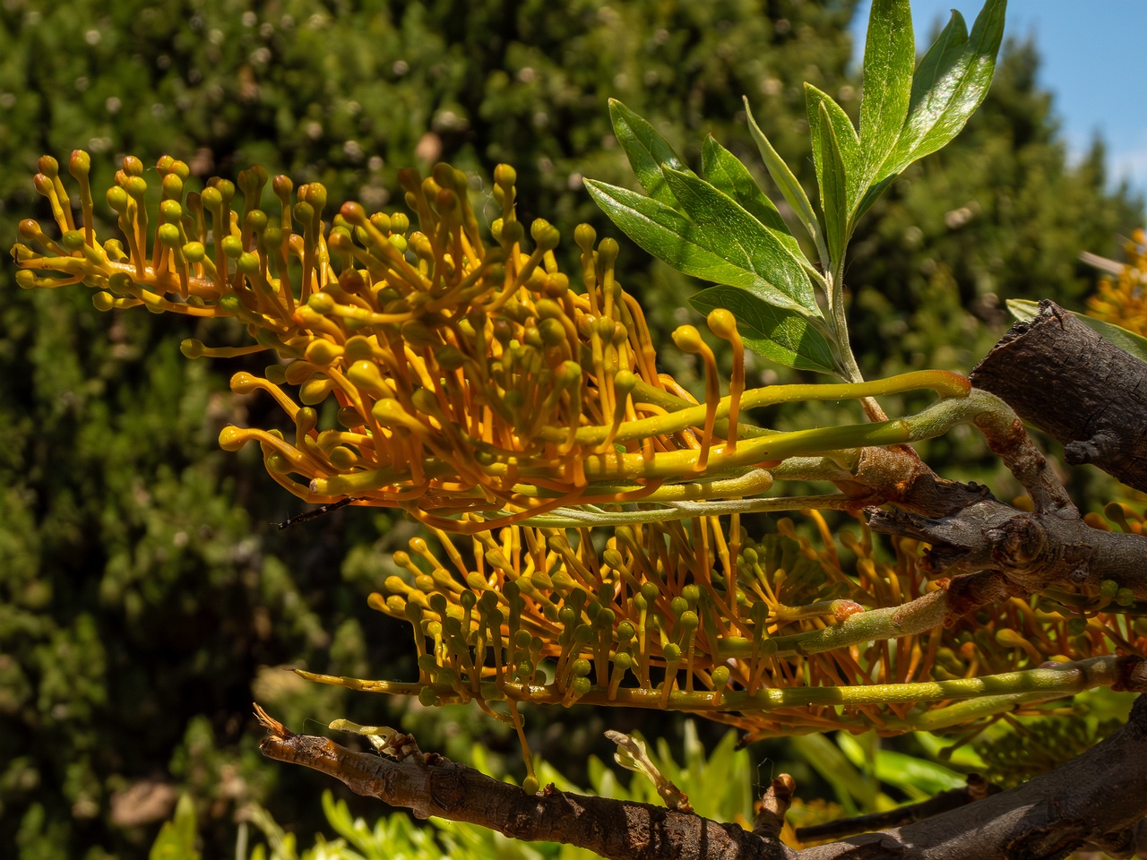 Grevillea robusta _2025-05-17_1-3