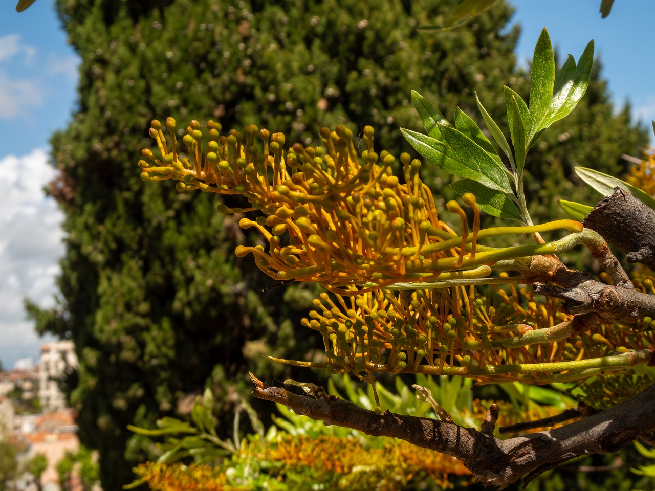 Grevillea robusta _2025-05-17_1-4