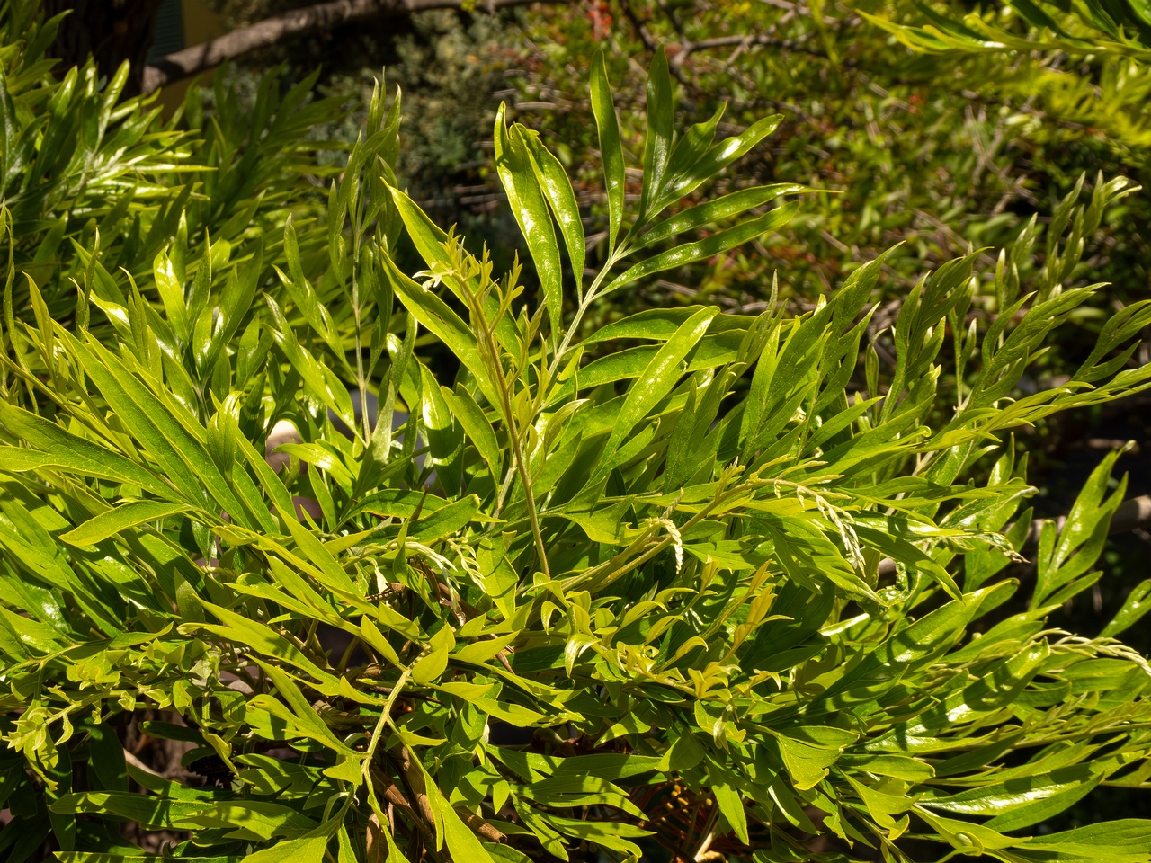 Grevillea robusta _2025-05-17_1-5