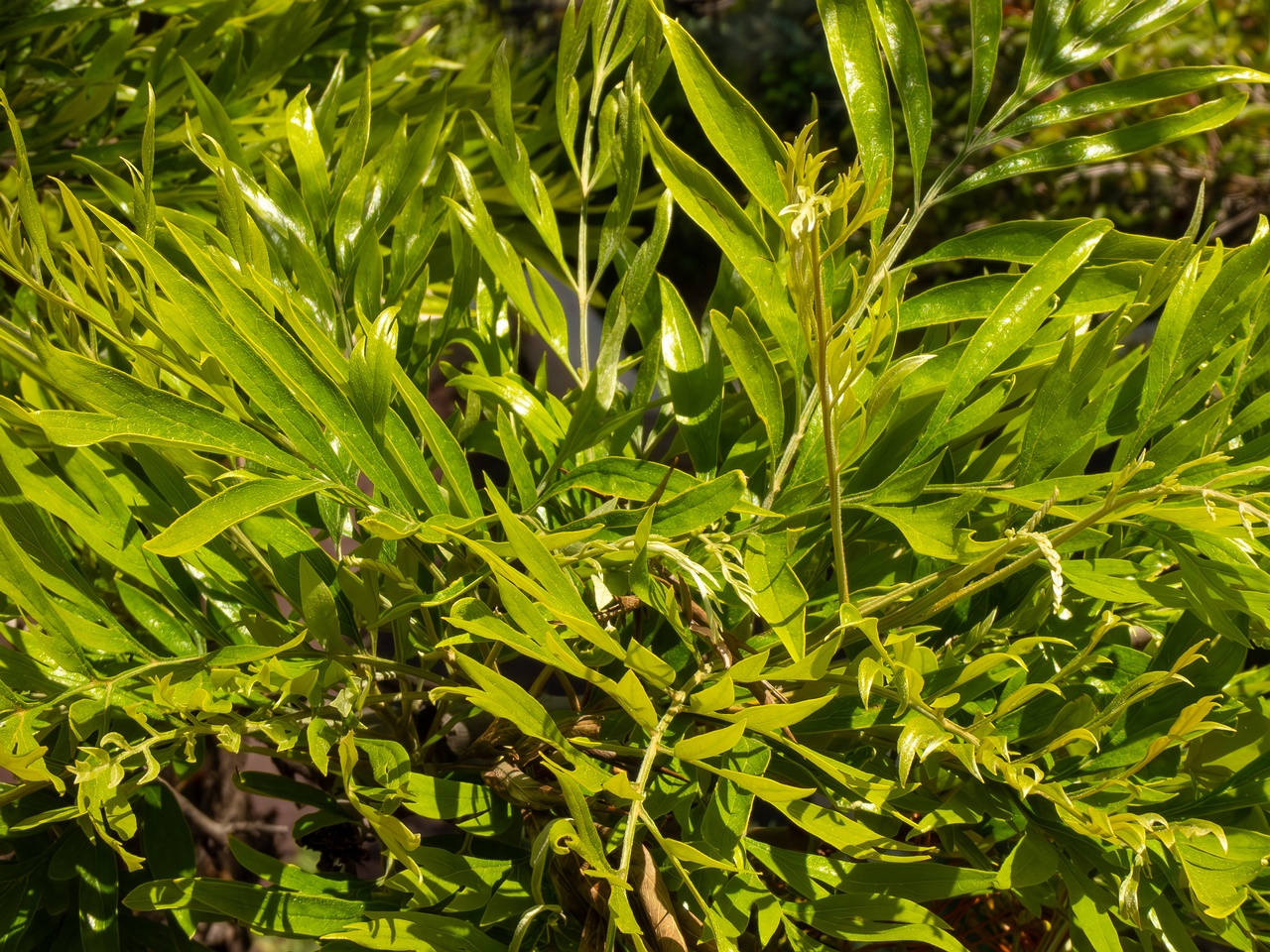 Grevillea robusta _2025-05-17_1-6