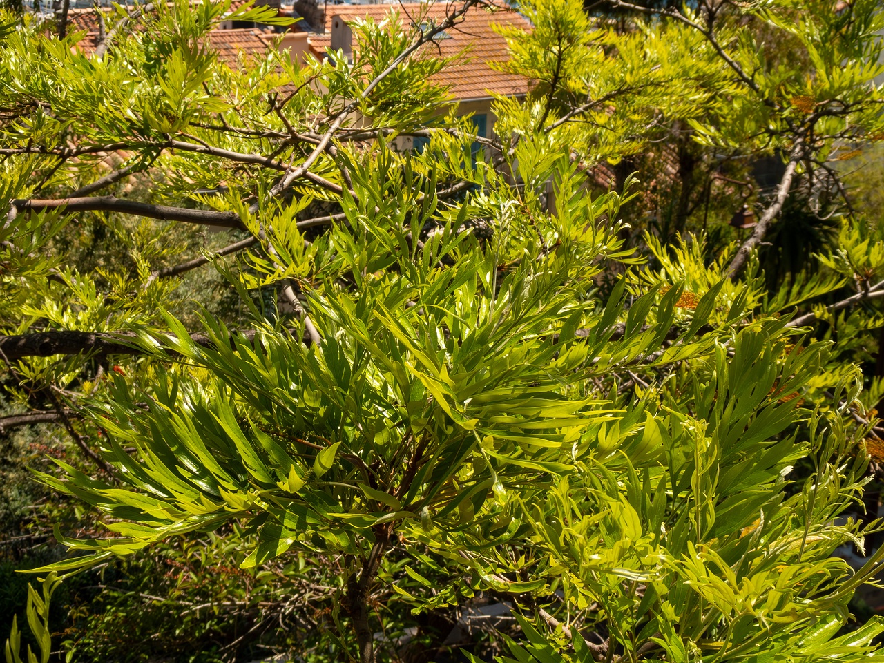 Grevillea robusta _2025-05-17_1-7
