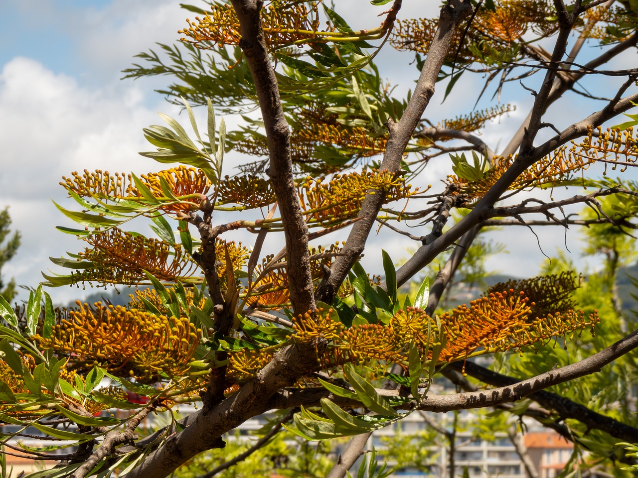Grevillea robusta _2025-05-17_1-8