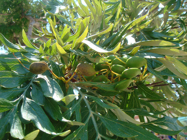 Гревиллея крупная - Grevillea robusta