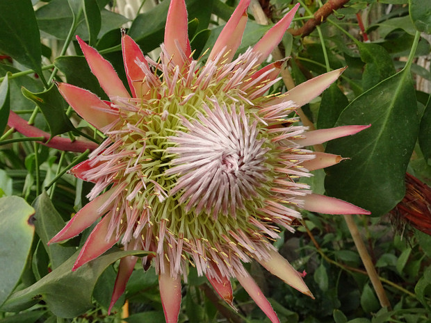 Протея артишоковая - Protea cynaroides