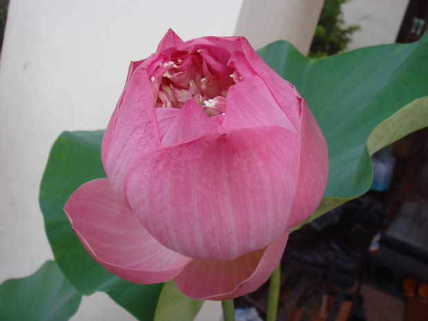 Лотосовые - Nelumbonaceae Nelumbonaceae, sometimes called the sacred lotus family, is a family of flowering plants, including the single genus...