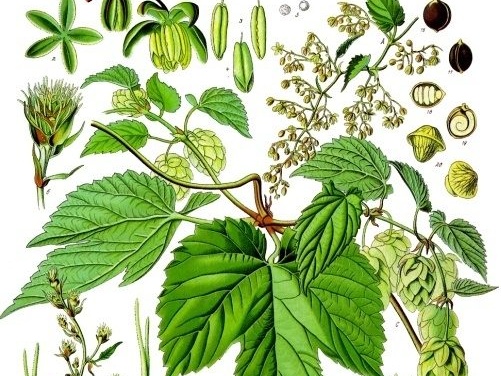 Humulus_lupulus_-_Köhler–s_Medizinal-Pflanzen-072