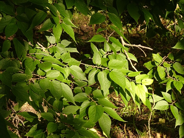 Каркас западный - Celtis occidentalis