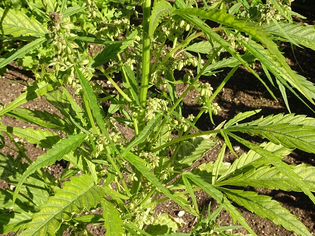 Конопля обыкновенная 'Финнола' - Cannabis sativa 'Finnola'