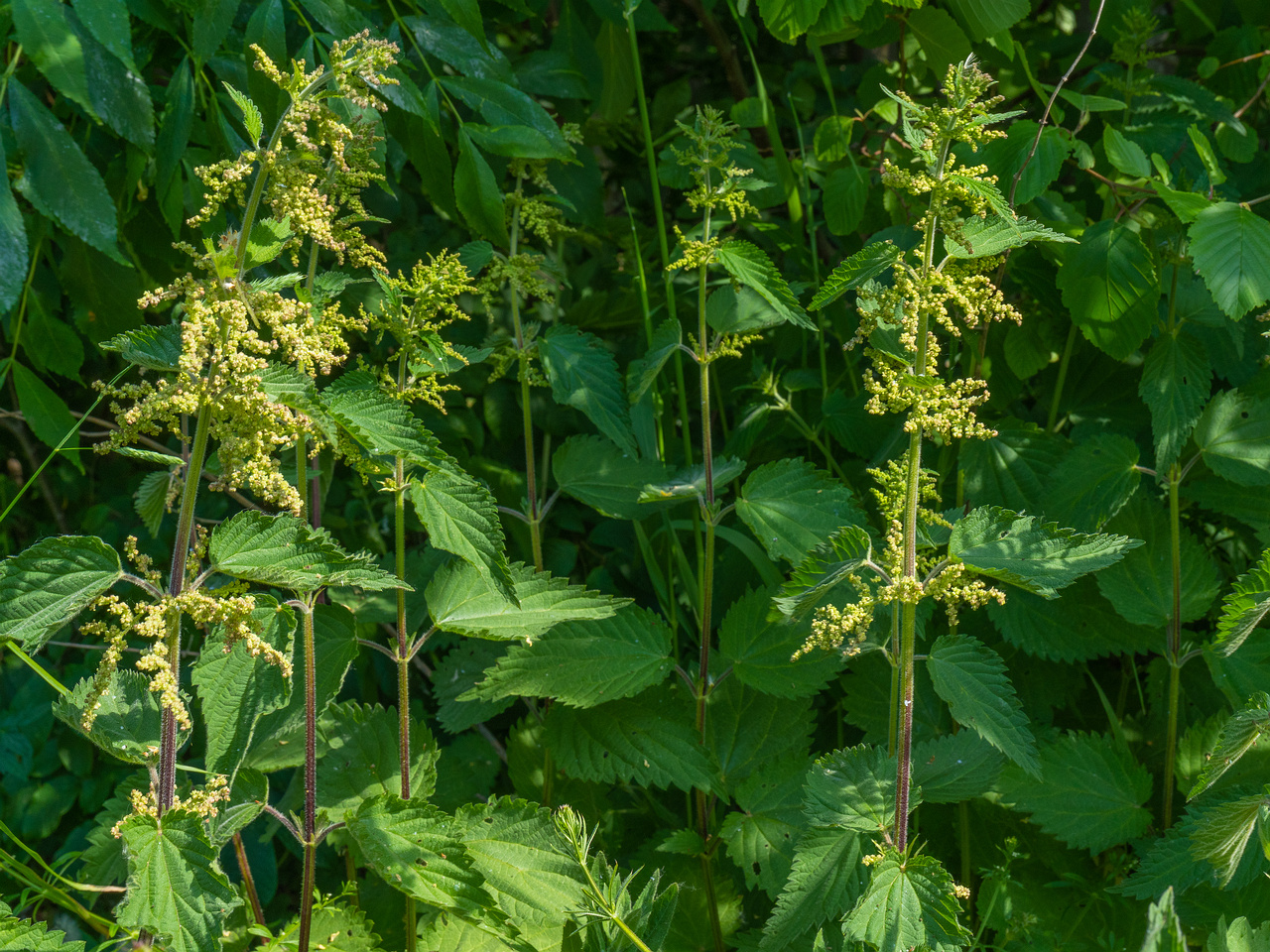 _maarjamae_loss_nearby_forest-304414