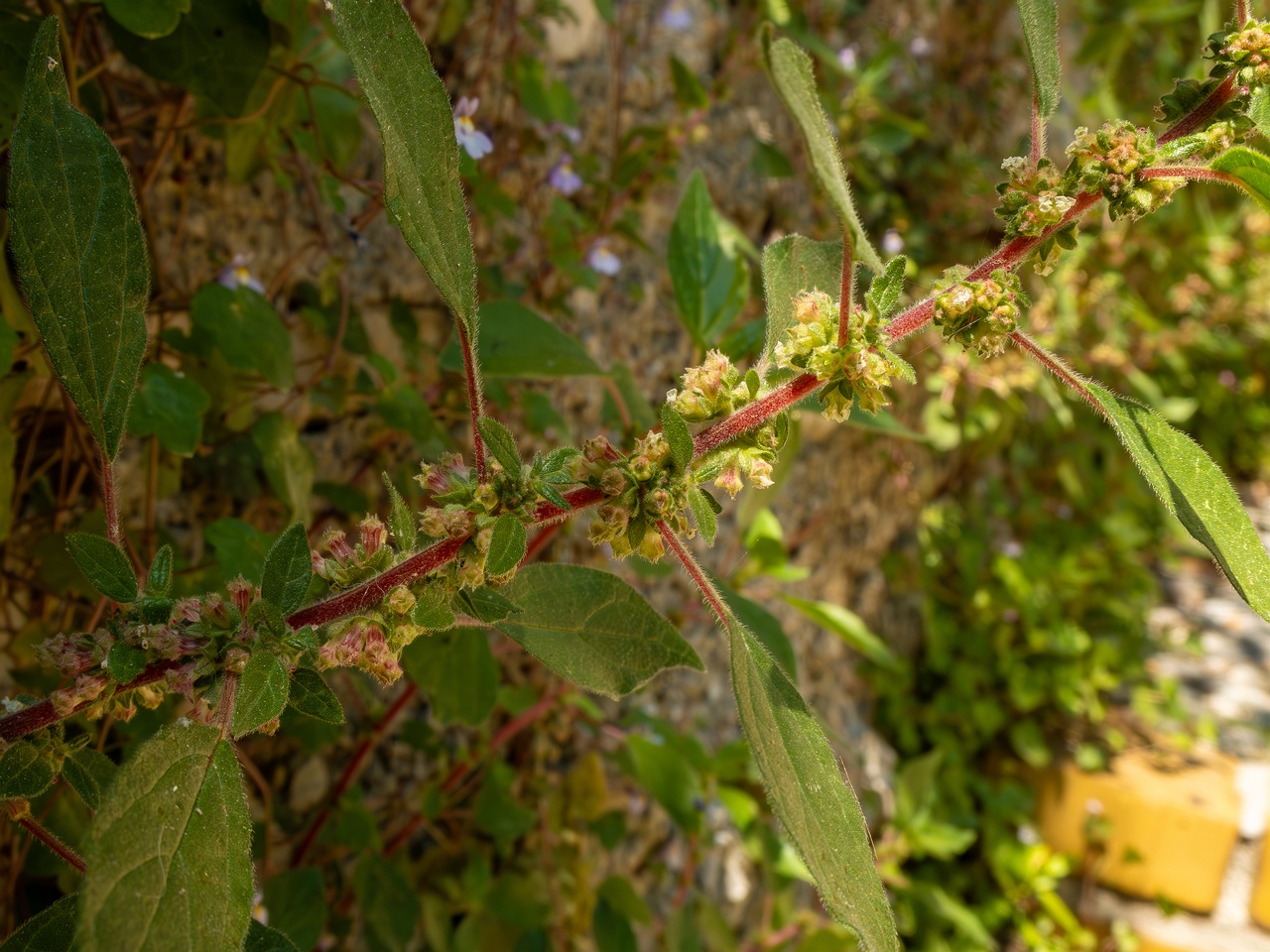 Parietaria judaica _2025-05-14_1-1