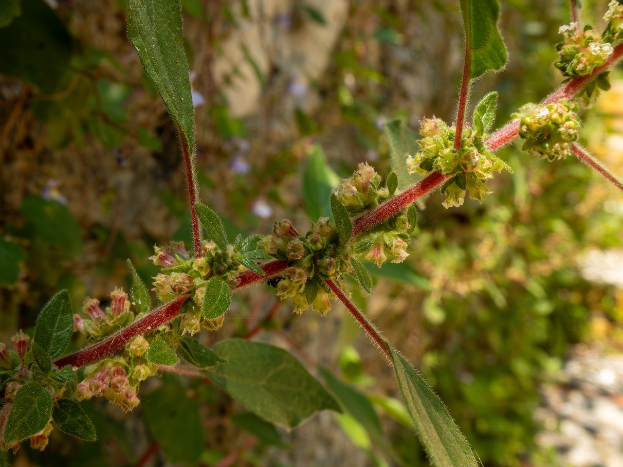 Parietaria judaica _2025-05-14_1-3