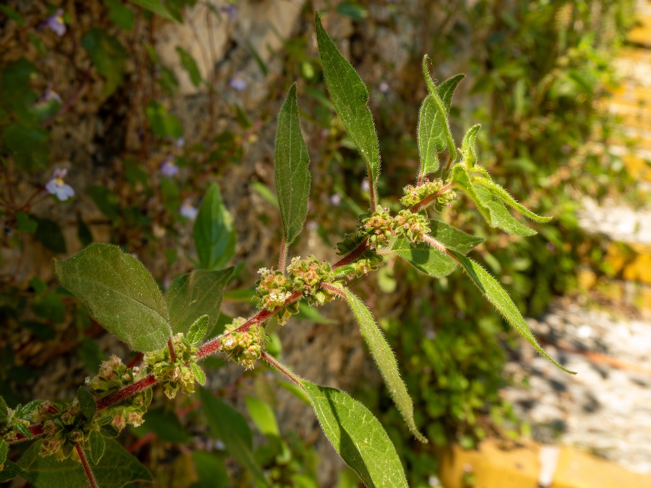 Parietaria judaica _2025-05-14_1-4
