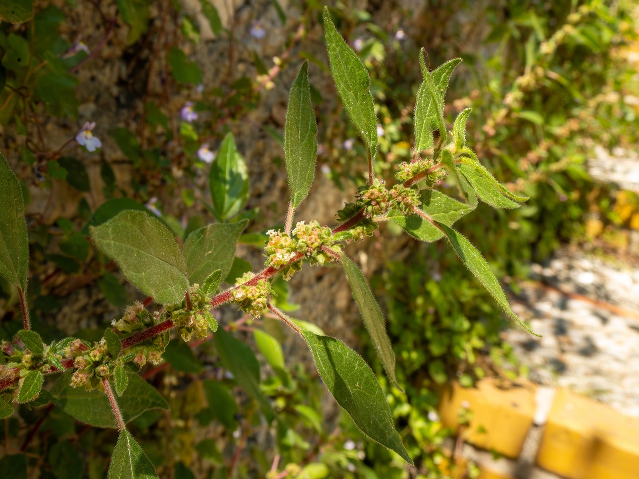 Parietaria judaica _2025-05-14_1-5