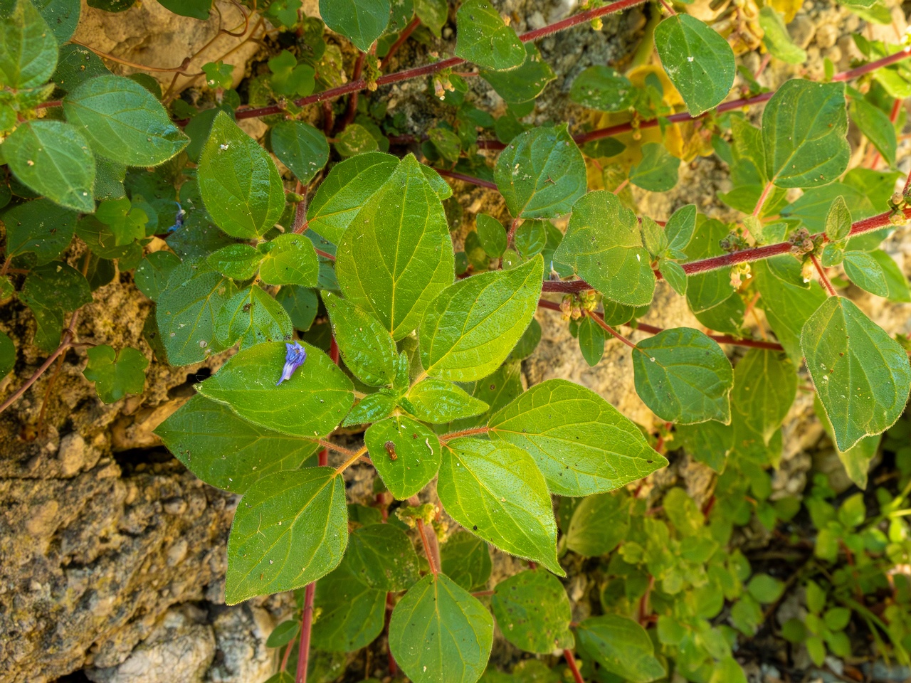 Parietaria judaica _2025-05-14_1-6