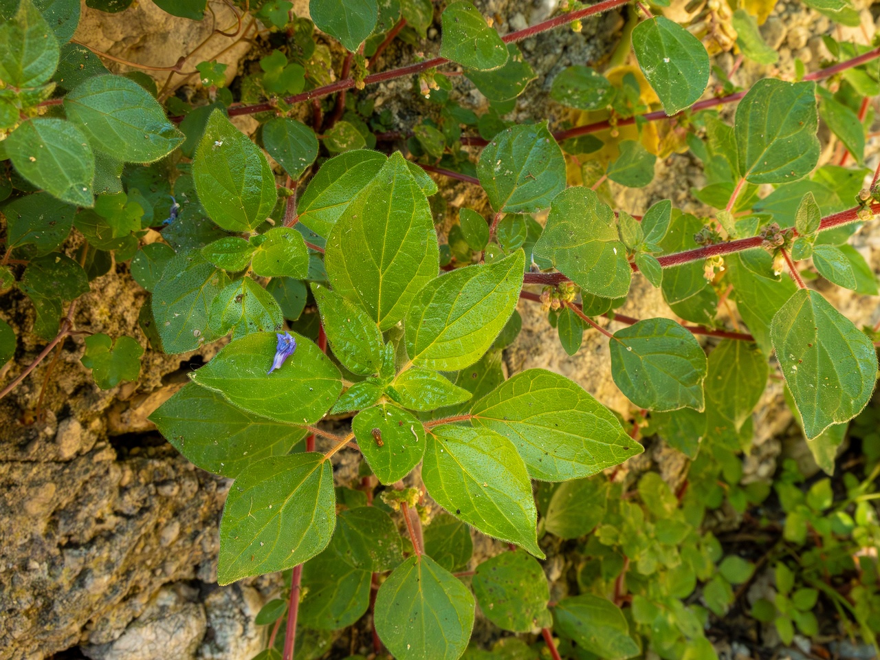 Parietaria judaica _2025-05-14_1-7