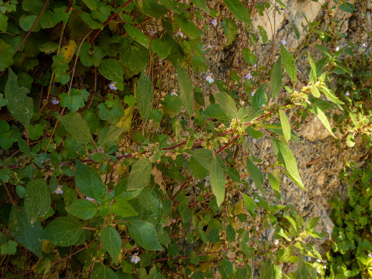 Parietaria judaica _2025-05-14_1-8