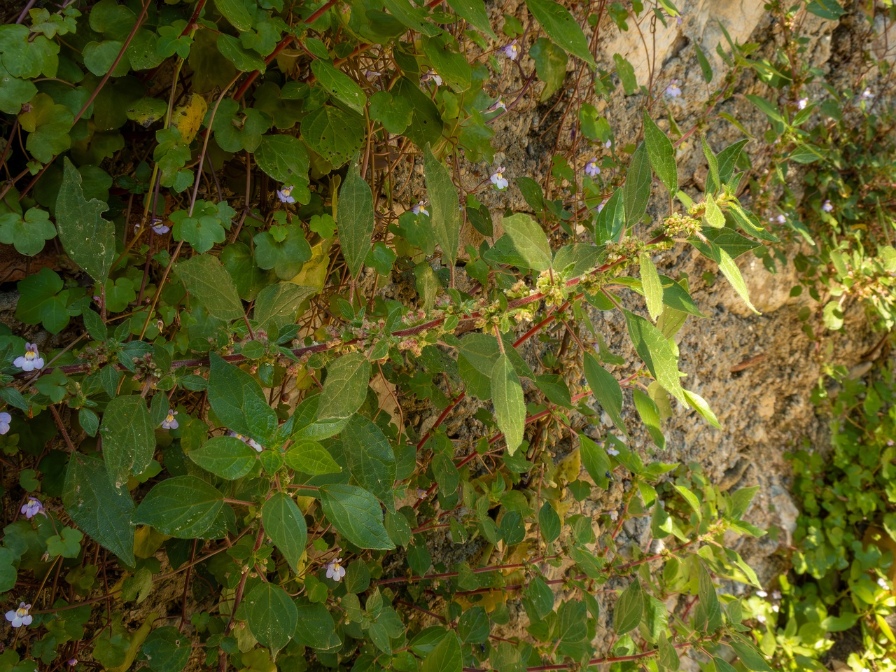 Parietaria judaica _2025-05-14_1-9