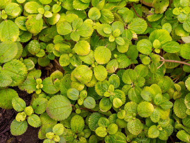 Пилея монетолистная - Pilea nummulariifolia