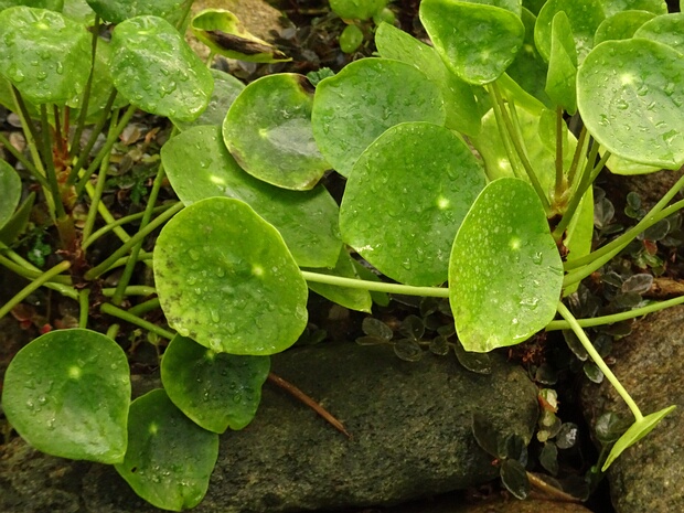 Пилея пеперомиевидная - Pilea peperomioides