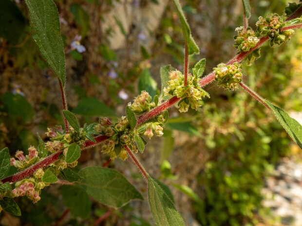 Постенница иудейская - Parietaria judaica