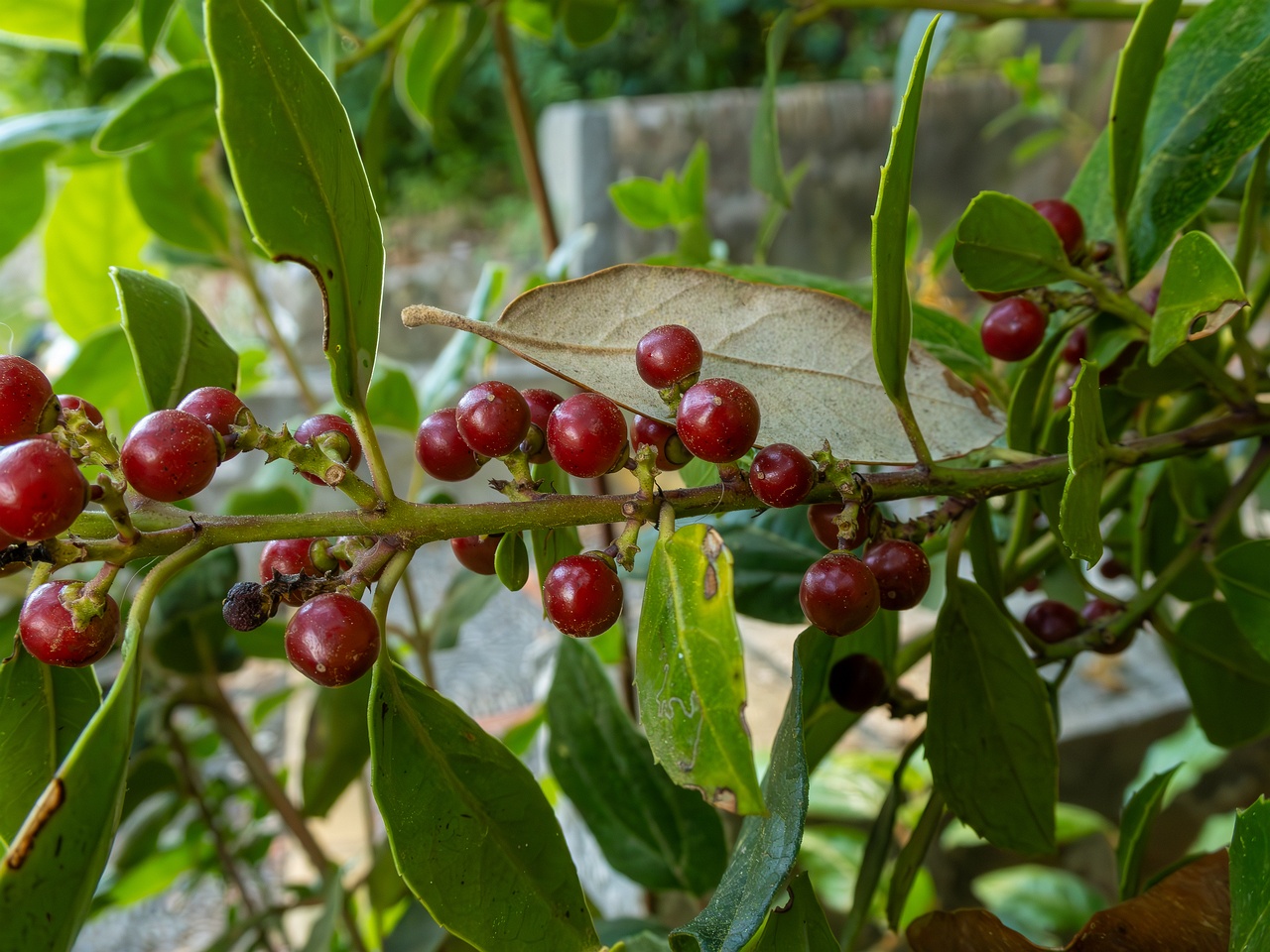 !Rhamnus alaternus _2025-05-14_1-3
