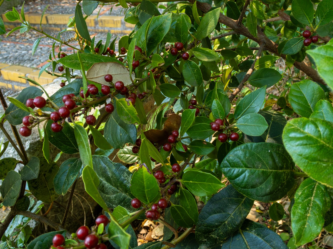 Rhamnus alaternus _2025-05-14_1-1