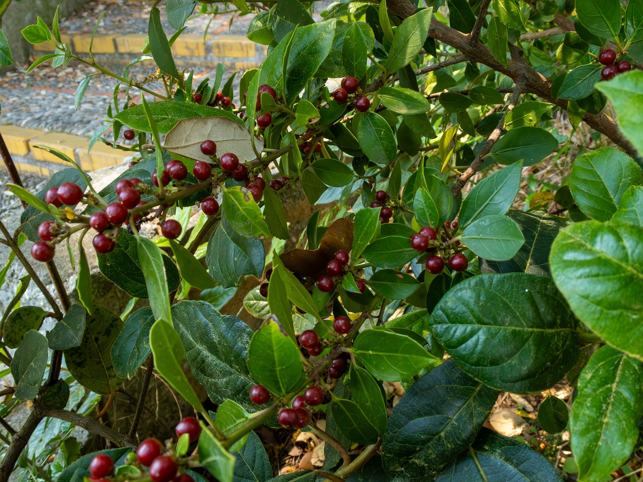 Rhamnus alaternus _2025-05-14_1-2