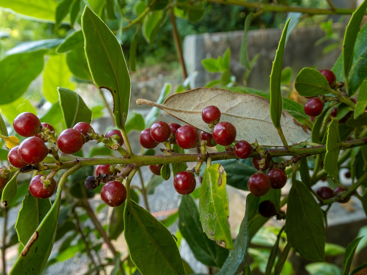 Rhamnus alaternus _2025-05-14_1-4