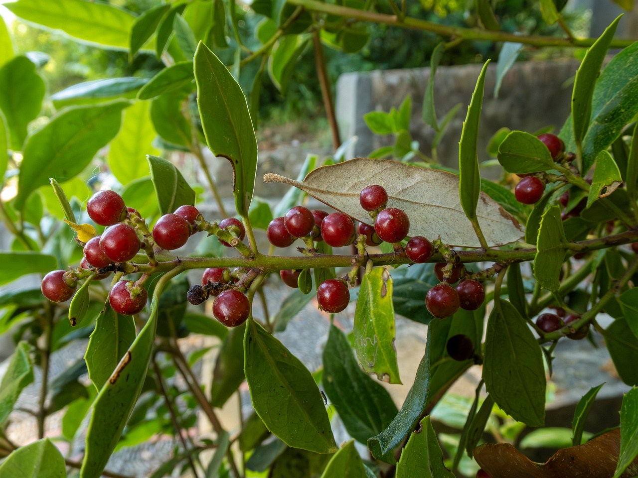 Rhamnus alaternus _2025-05-14_1-5