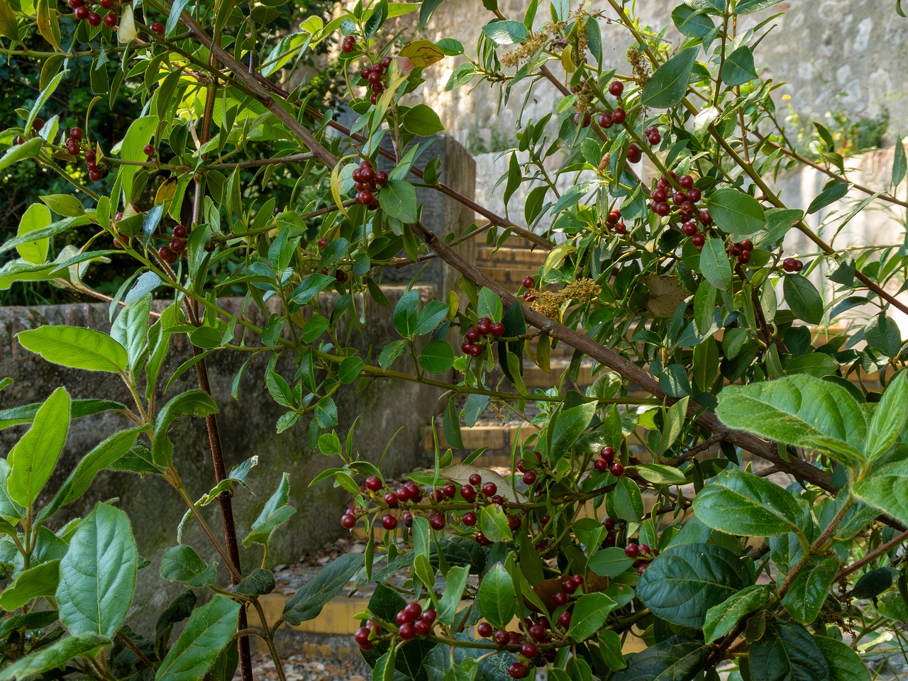 Rhamnus alaternus _2025-05-14_1-6
