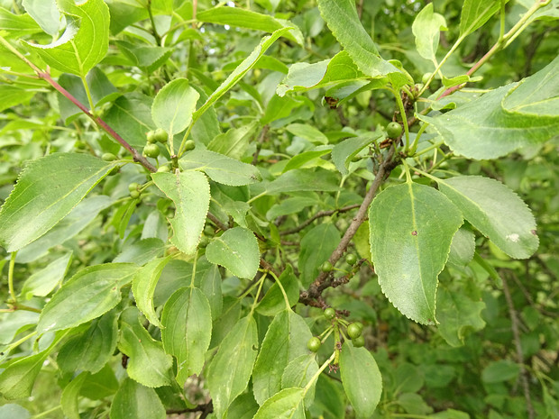 Жостер мелколистный - Rhamnus parvifolia