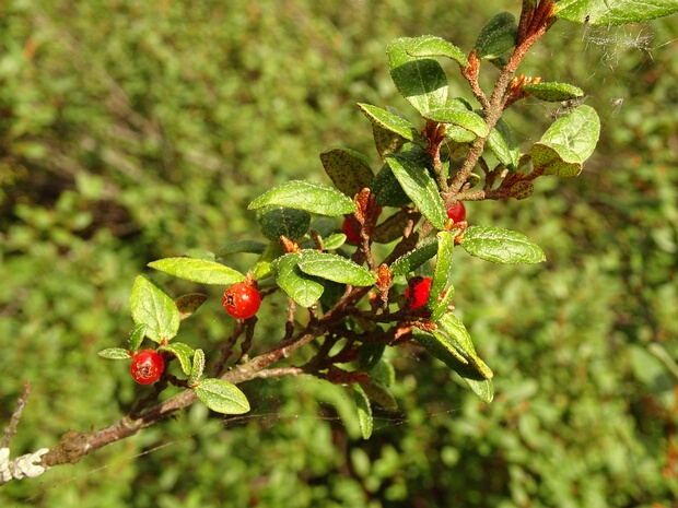 Шефердия канадская - Shepherdia canadensis