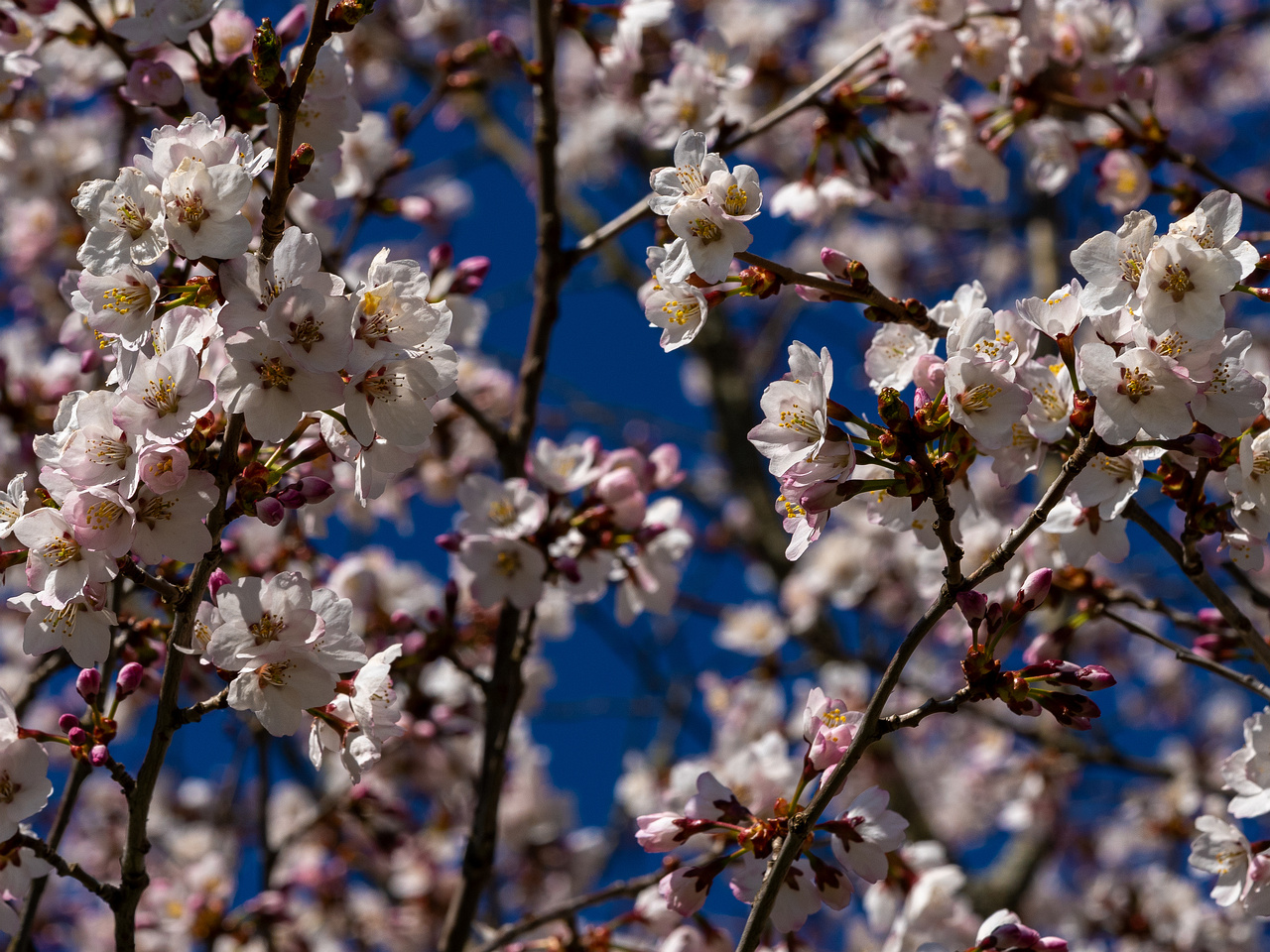 !prunus-kurilensis_2025-04-26_1-6