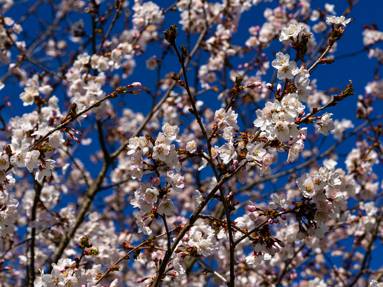 prunus-kurilensis_2025-04-26_1-10