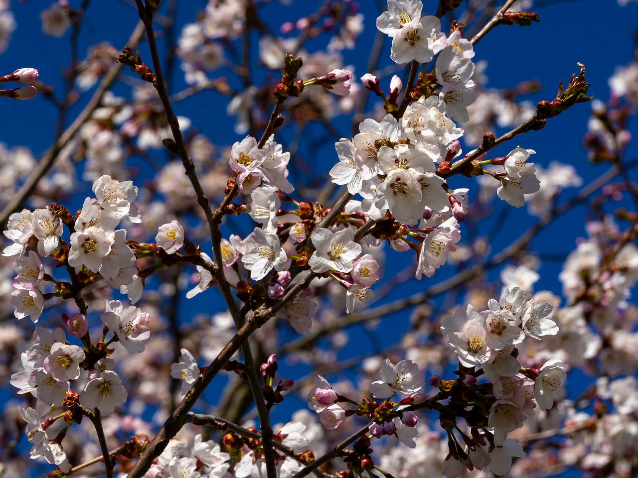 prunus-kurilensis_2025-04-26_1-11