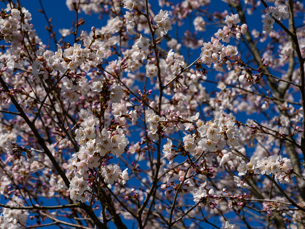 prunus-kurilensis_2025-04-26_1-2