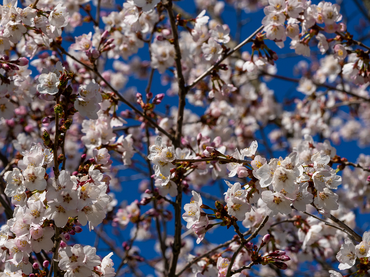 prunus-kurilensis_2025-04-26_1-3
