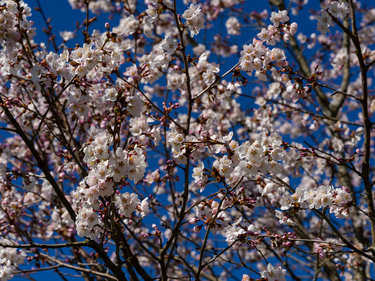 prunus-kurilensis_2025-04-26_1-4