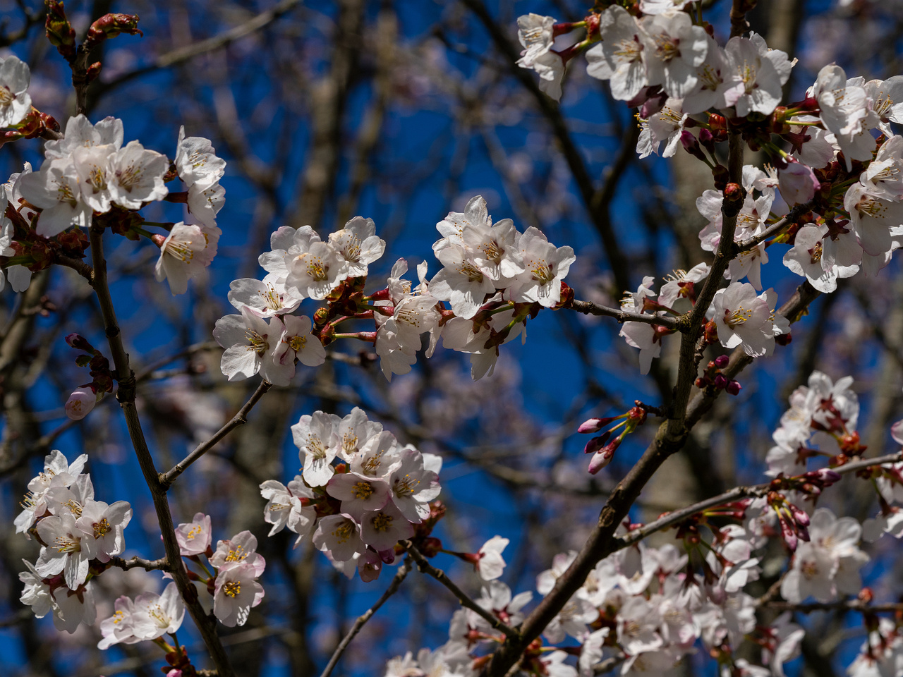 prunus-kurilensis_2025-04-26_1-7