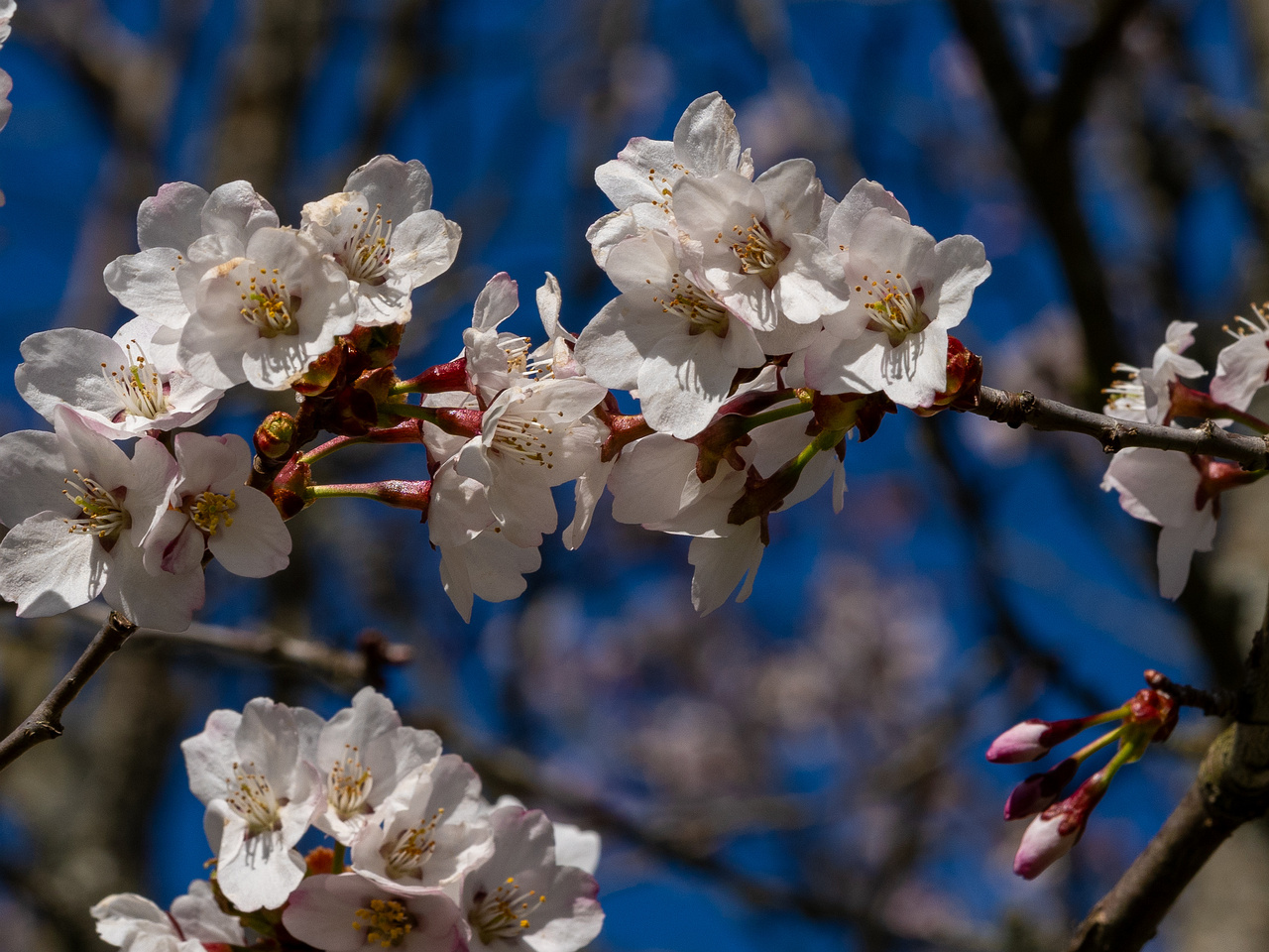 prunus-kurilensis_2025-04-26_1-8