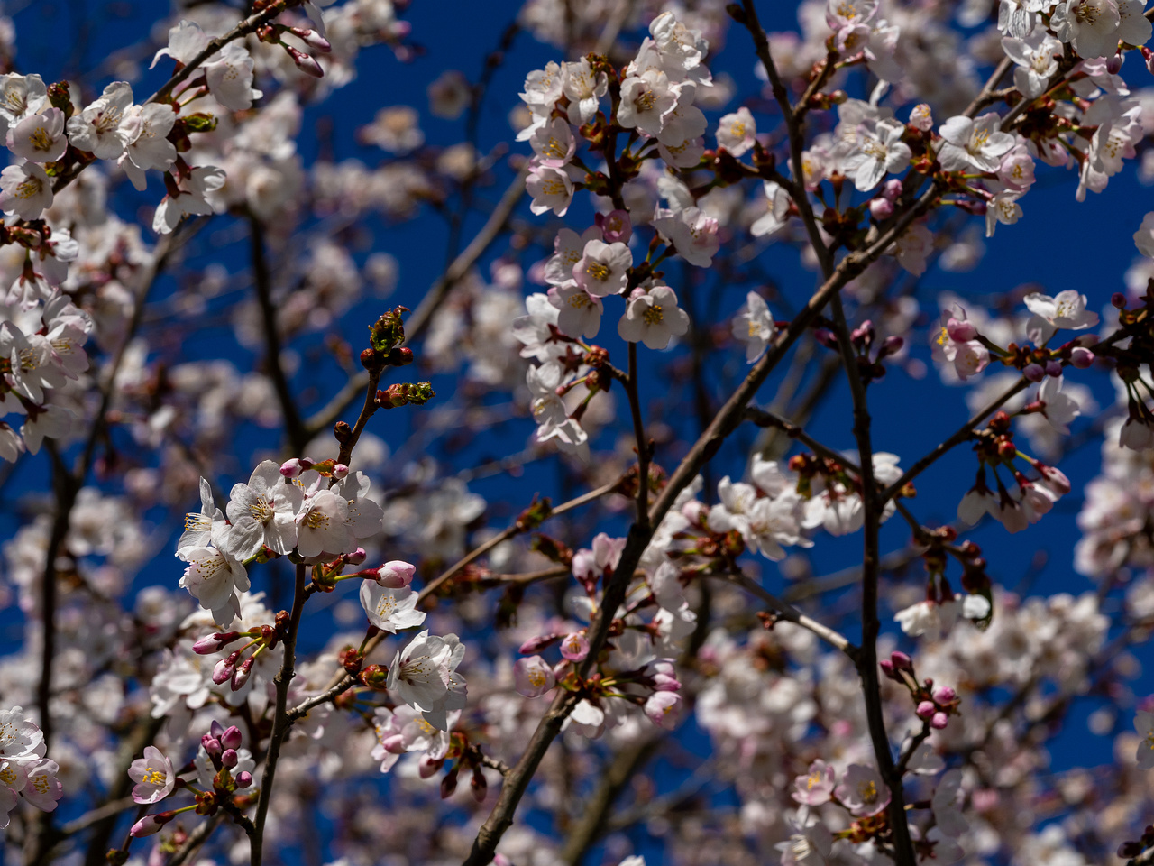 prunus-kurilensis_2025-04-26_1-9