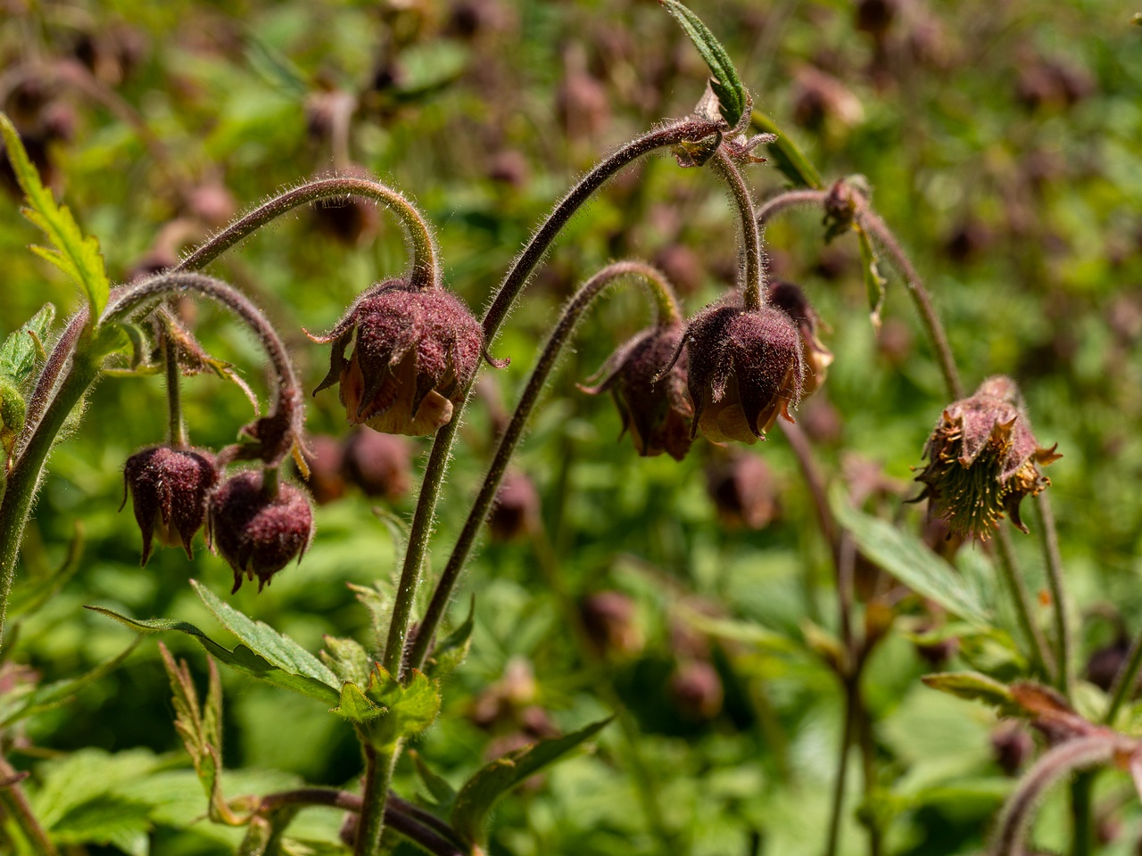 !Geum rivale _2025-06-01_1-2