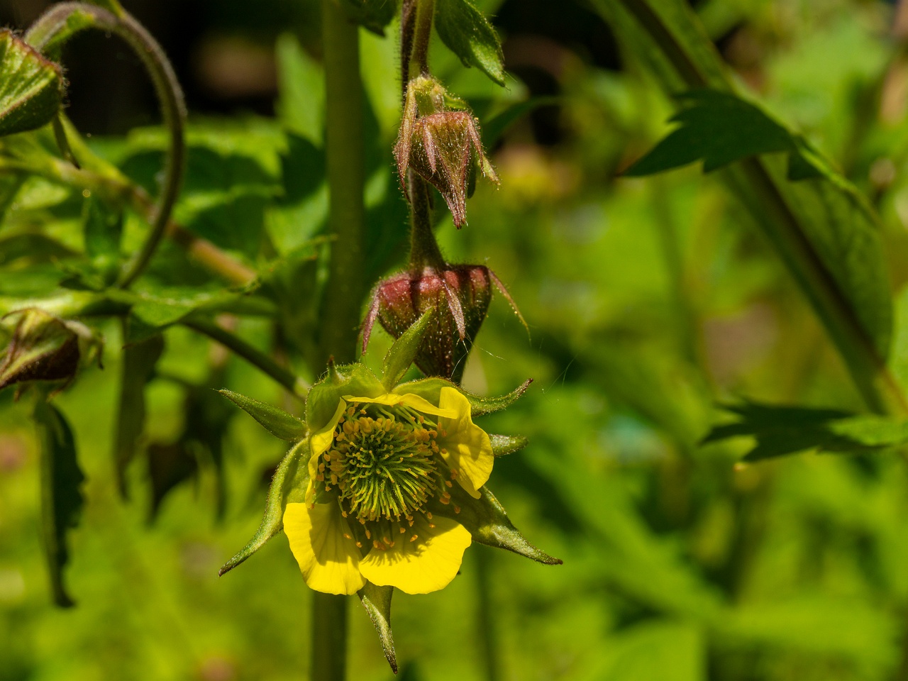 !Geum x intermedium _2025-06-01_1-5
