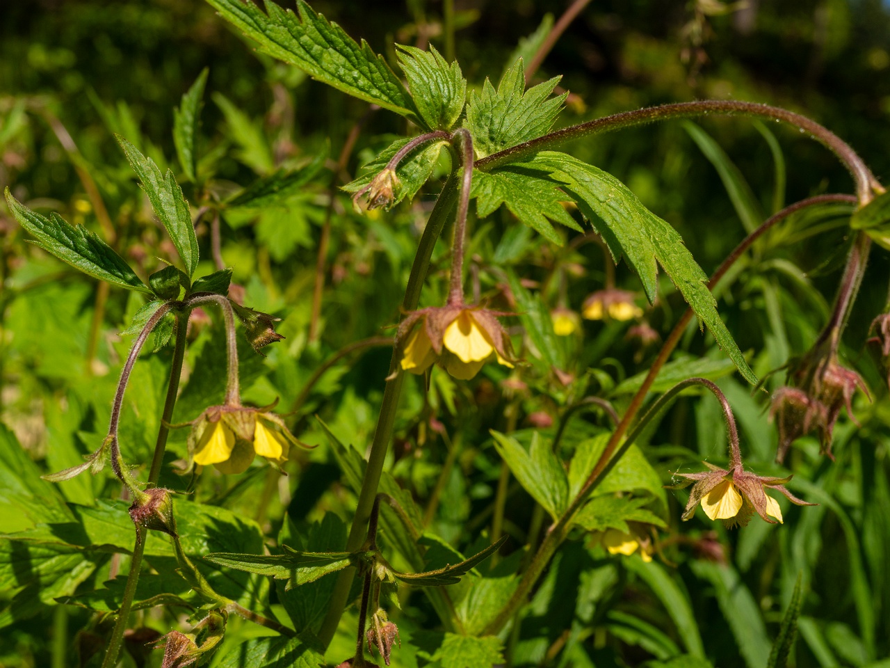 Geum x intermedium _2025-06-01_1-1