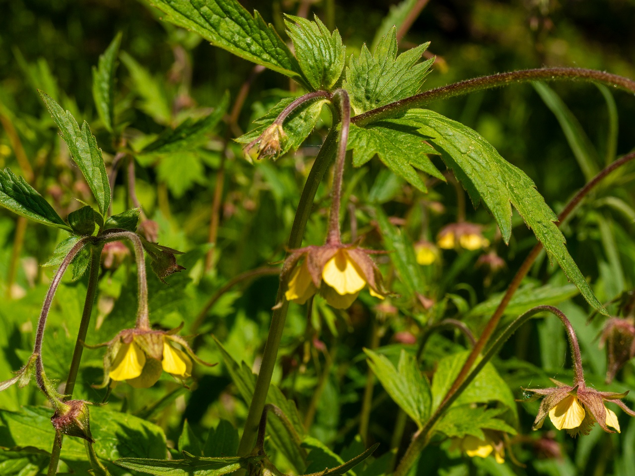 Geum x intermedium _2025-06-01_1-2
