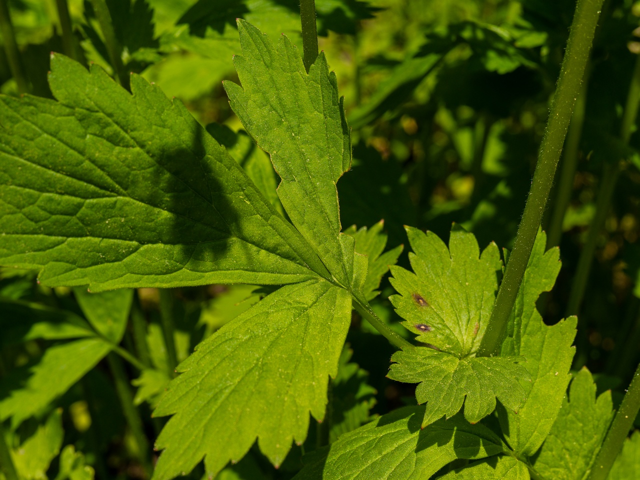 Geum x intermedium _2025-06-01_1-3