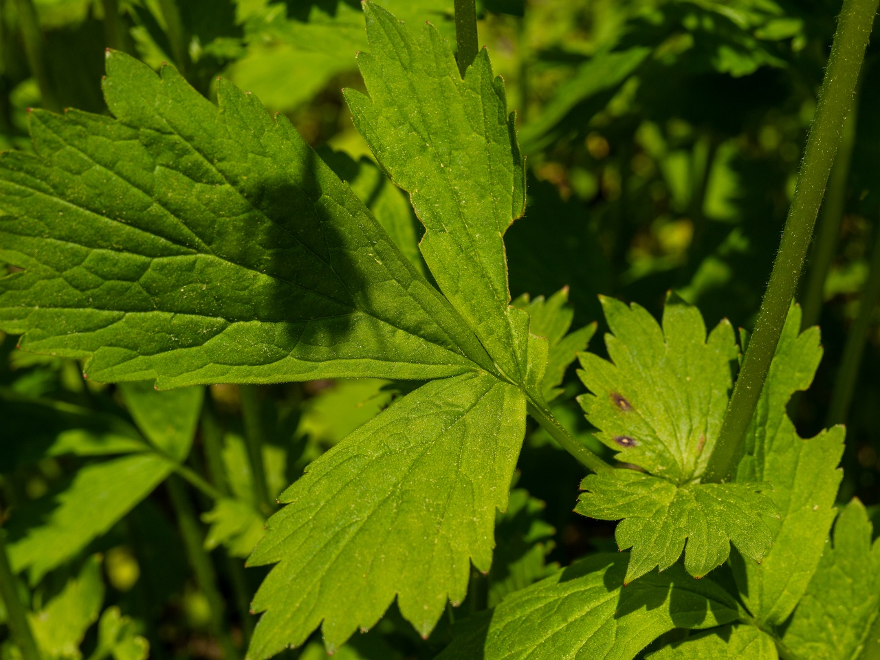 Geum x intermedium _2025-06-01_1-4
