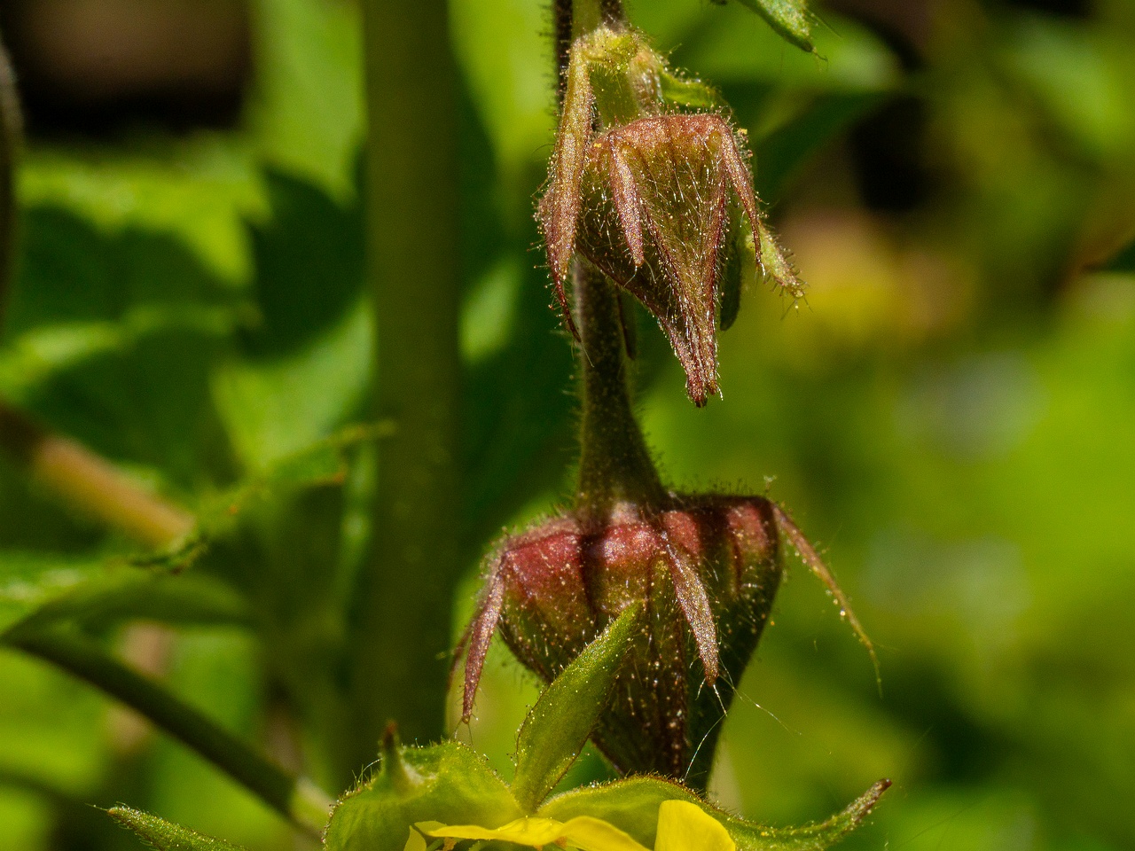 Geum x intermedium _2025-06-01_1-6