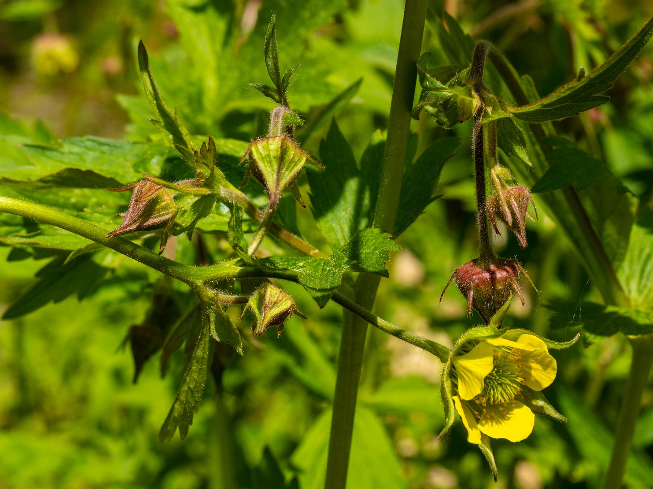 Geum x intermedium _2025-06-01_1-7
