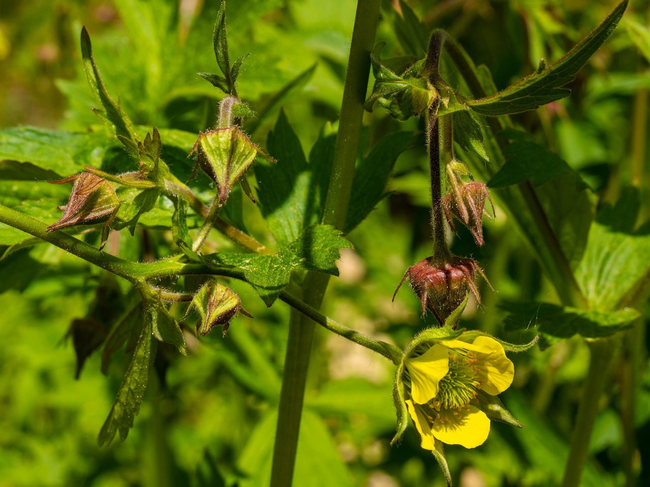 Geum x intermedium _2025-06-01_1-8